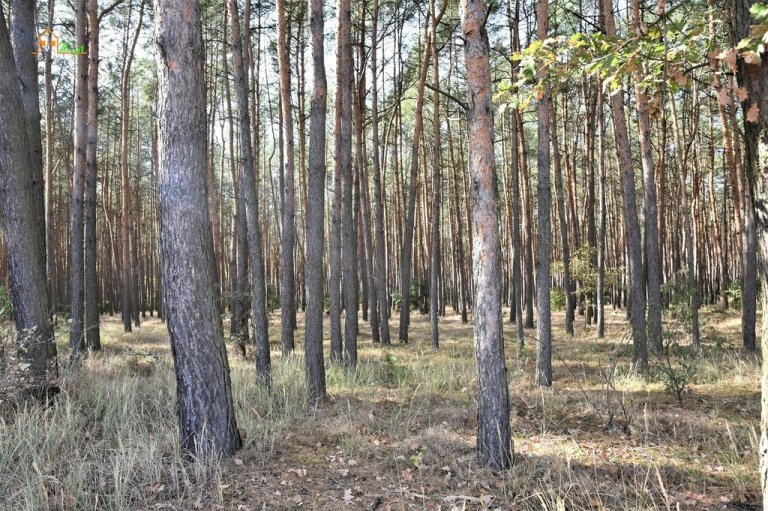 zaniemysl-2